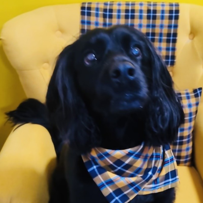 Jasper, VP of Tail-Wag Operations at Kernow Accountancy in Helston